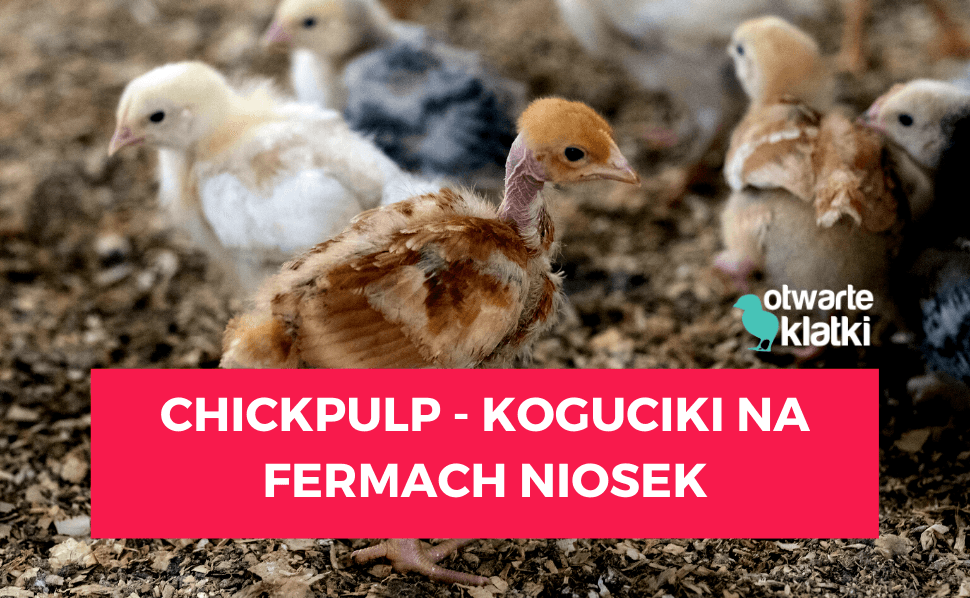 chickpulp