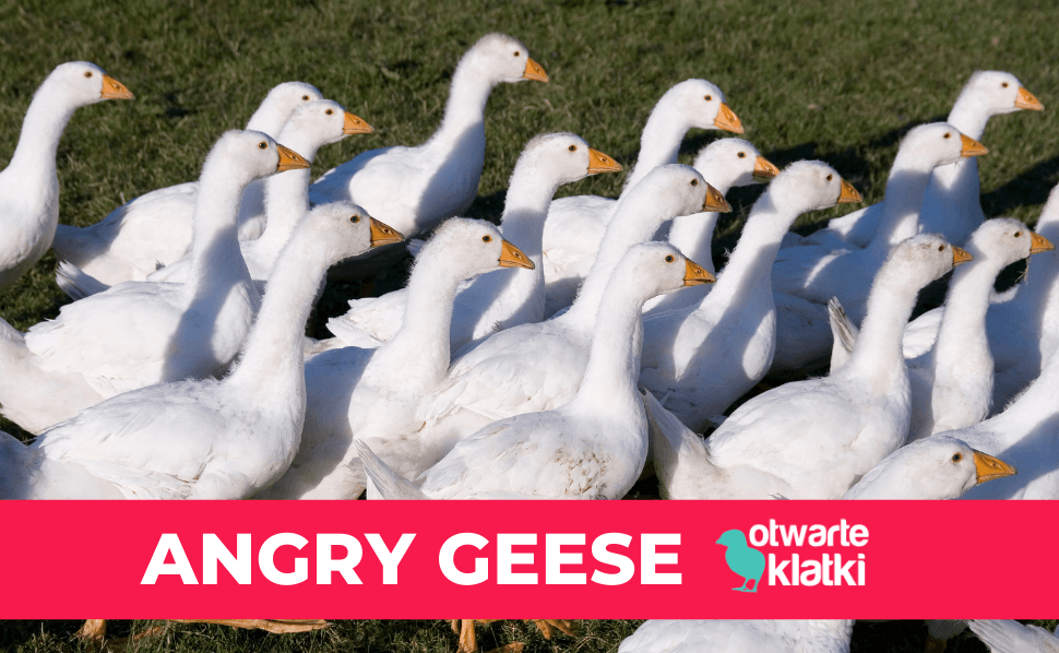 angry geese