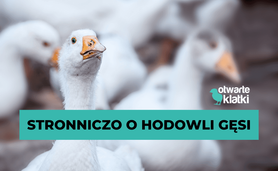 gęsi