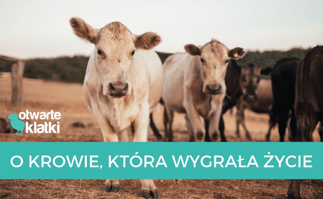 krowa, która wygrała życie