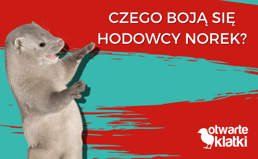 Czego boją się hodowcy norek?