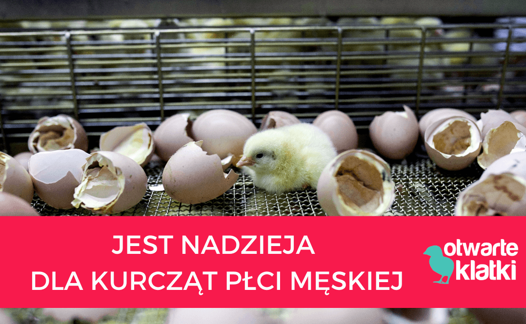 kurczęta płci męskiej