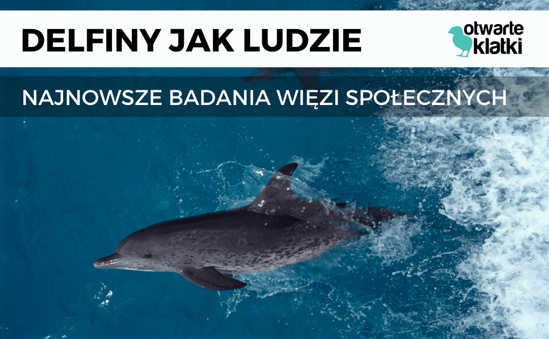 Delfifny jak ludzie