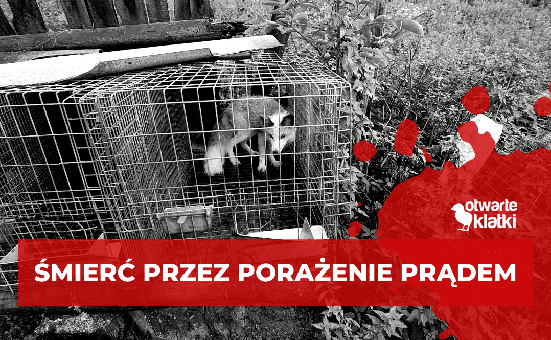 Śmierć przez porażenie prądem