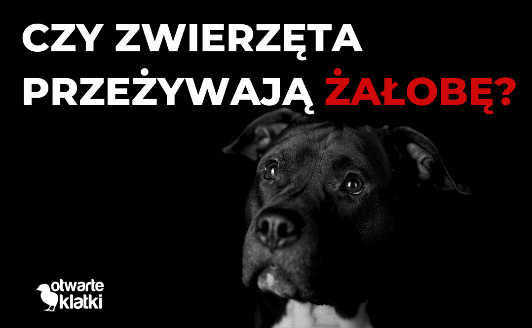 żałoba zwierząt