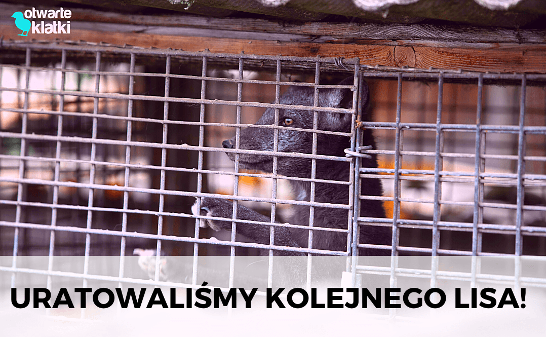 uratowany lis