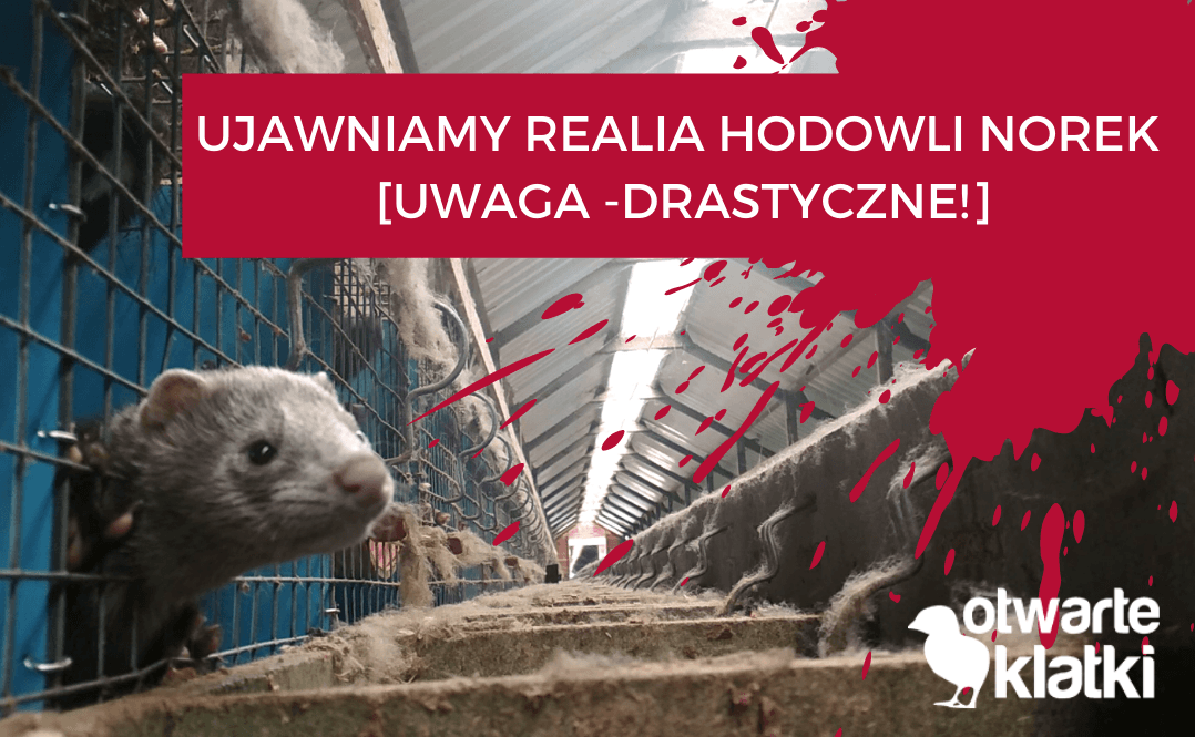 hodowla norek