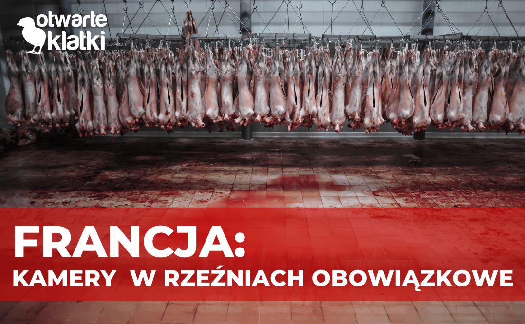 kamery w rzeźniach
