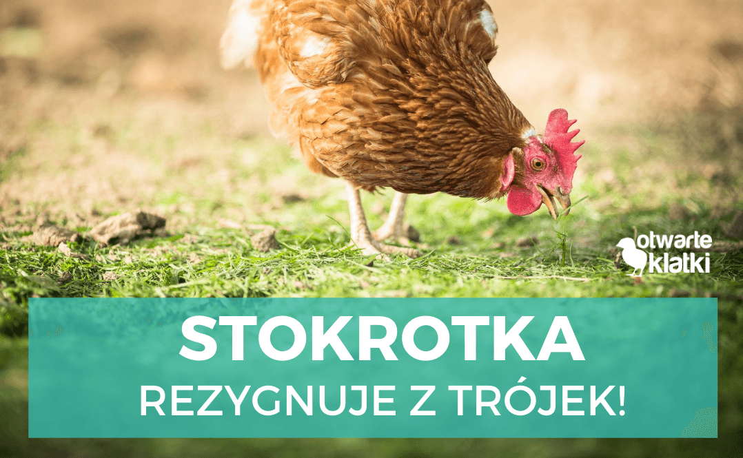 Stokrotka