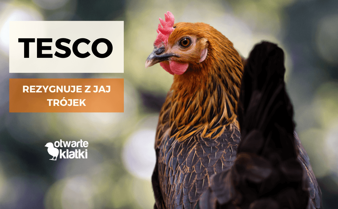 Tesco