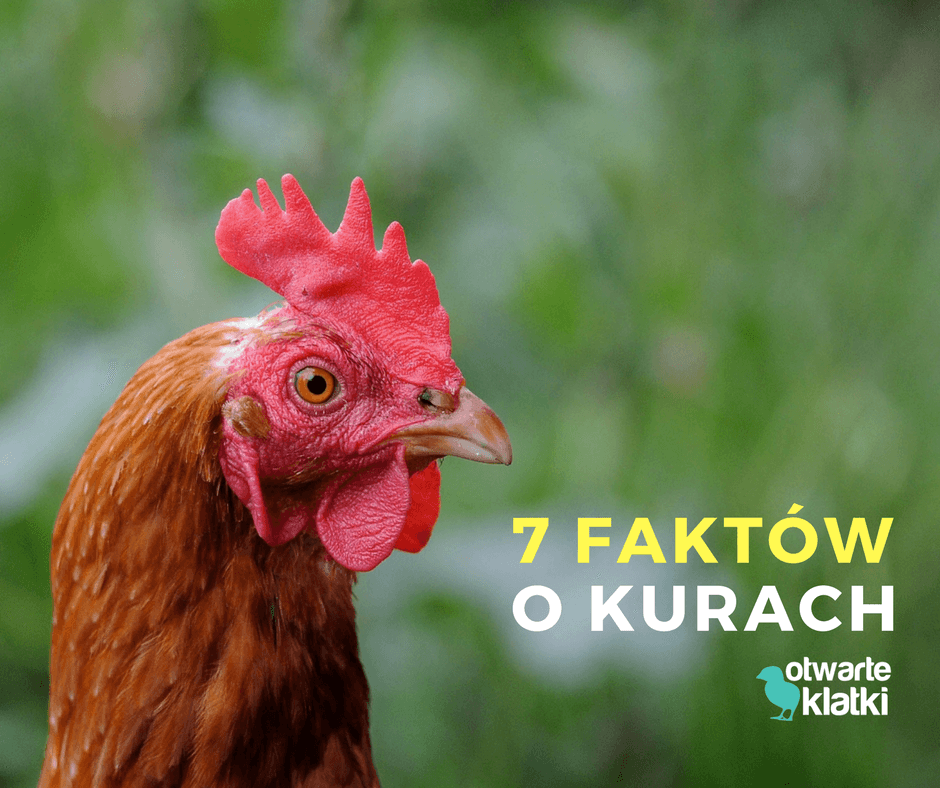 7 faktów o kurach