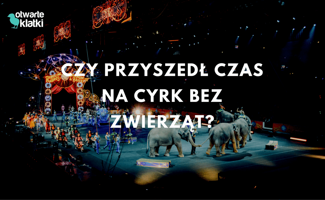 Czy przyszedł czas na cyrk bez zwierząt?