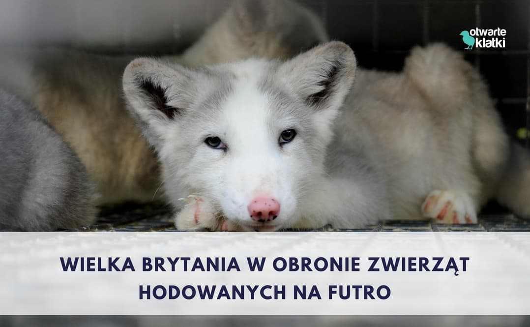 zakaz hodowli zwierząt na futra