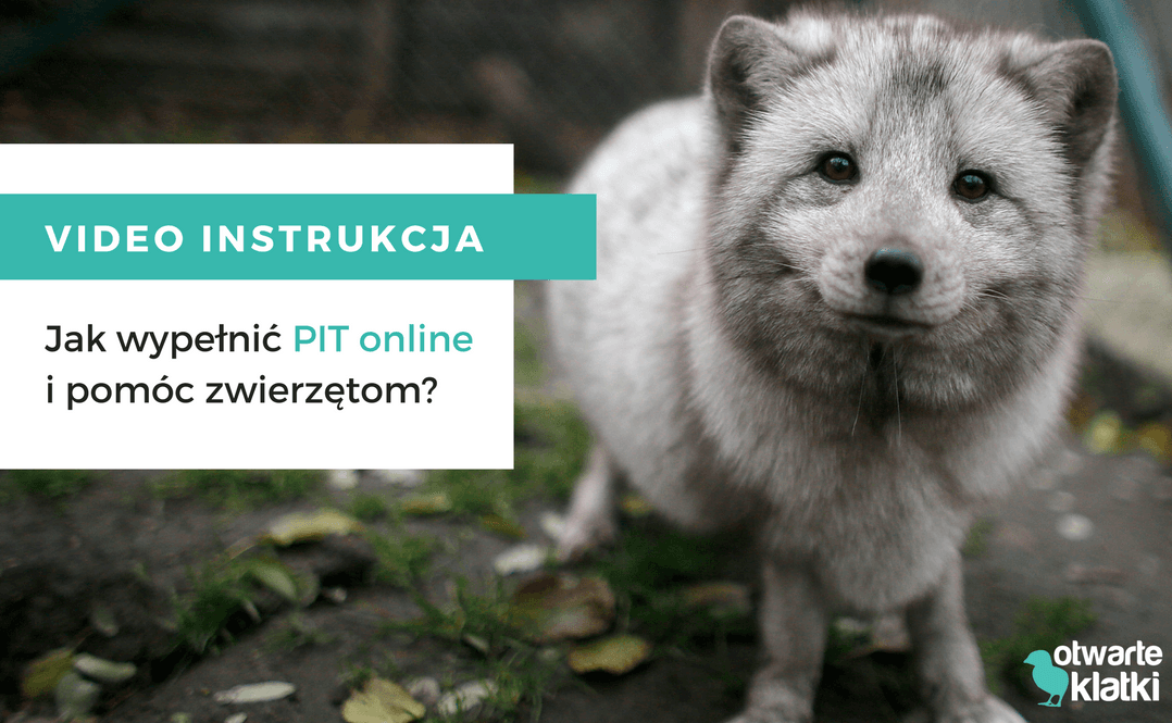Wypełnij PIT online i przekaż 1% na zwierzęta