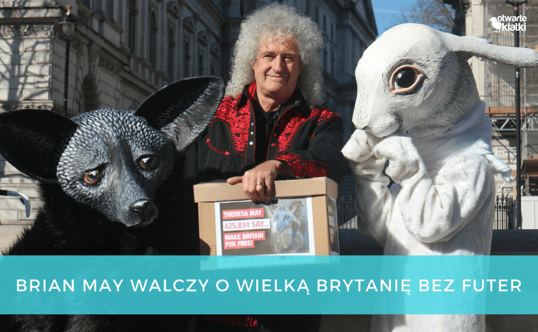 Brian May walczy o Wielką Brytanię bez futer