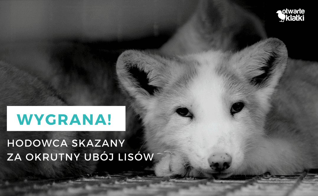 Hodowca lisów skazany za okrutny ubój. Zwycięstwo obrońców zwierząt