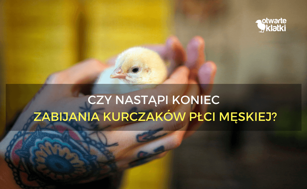 Kurczaki