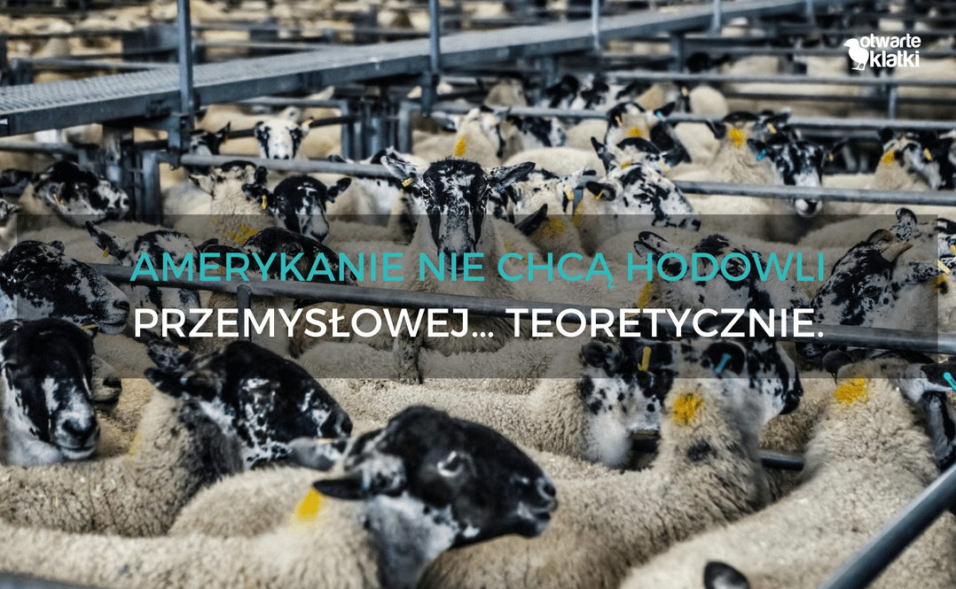 hodowla przemysłowa zwierząt