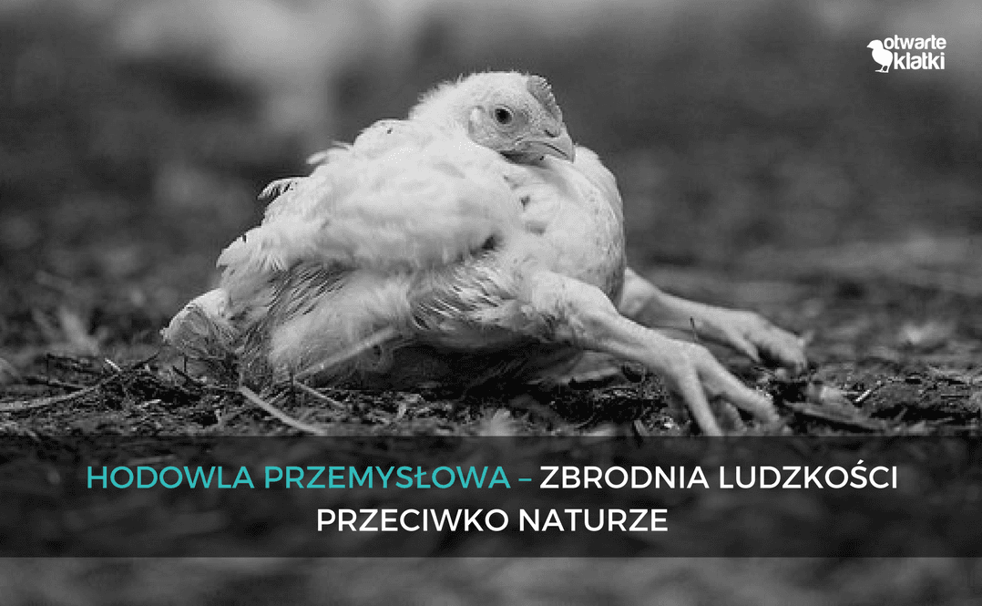 hodowla przemysłowa zwierząt