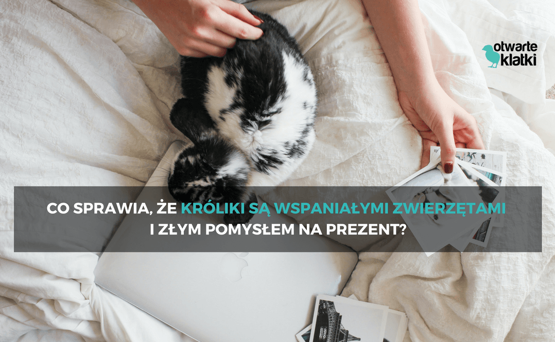 króliki w domu