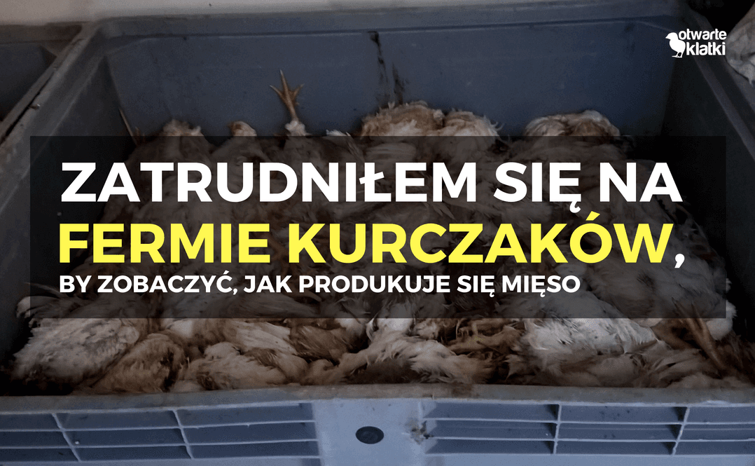 Śledztwo na fermie kurczaków