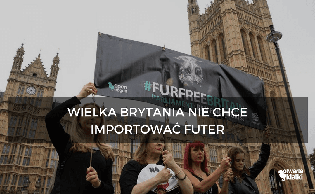 Wielka Brytania nie chce importować futer