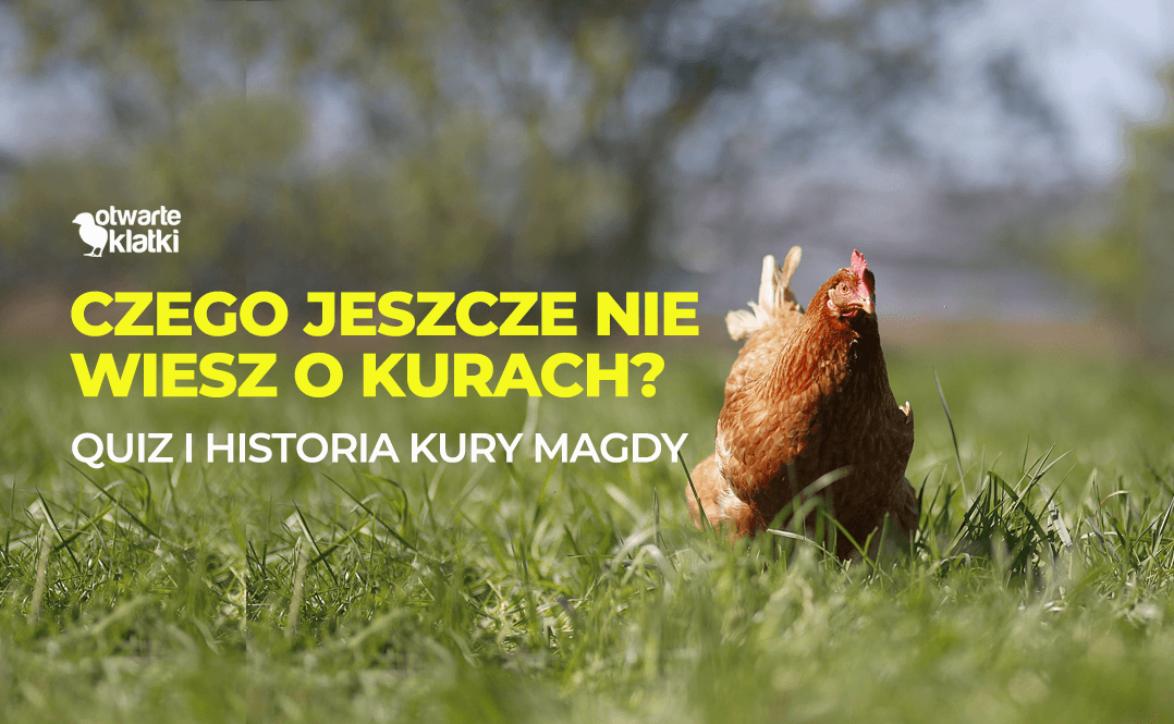 Ile żyje kura nioska?