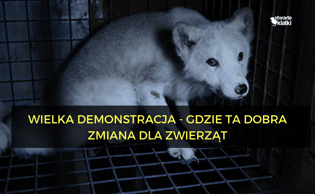 Wielka Demonstracja - Gdzie ta dobra zmiana dla zwierząt