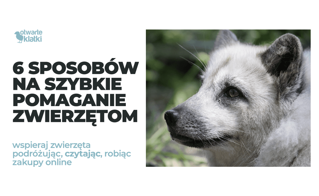 6 sposobów na szybkie pomaganie zwierzętom