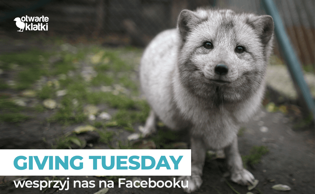 Giving Tuesday dla Otwartych Klatek