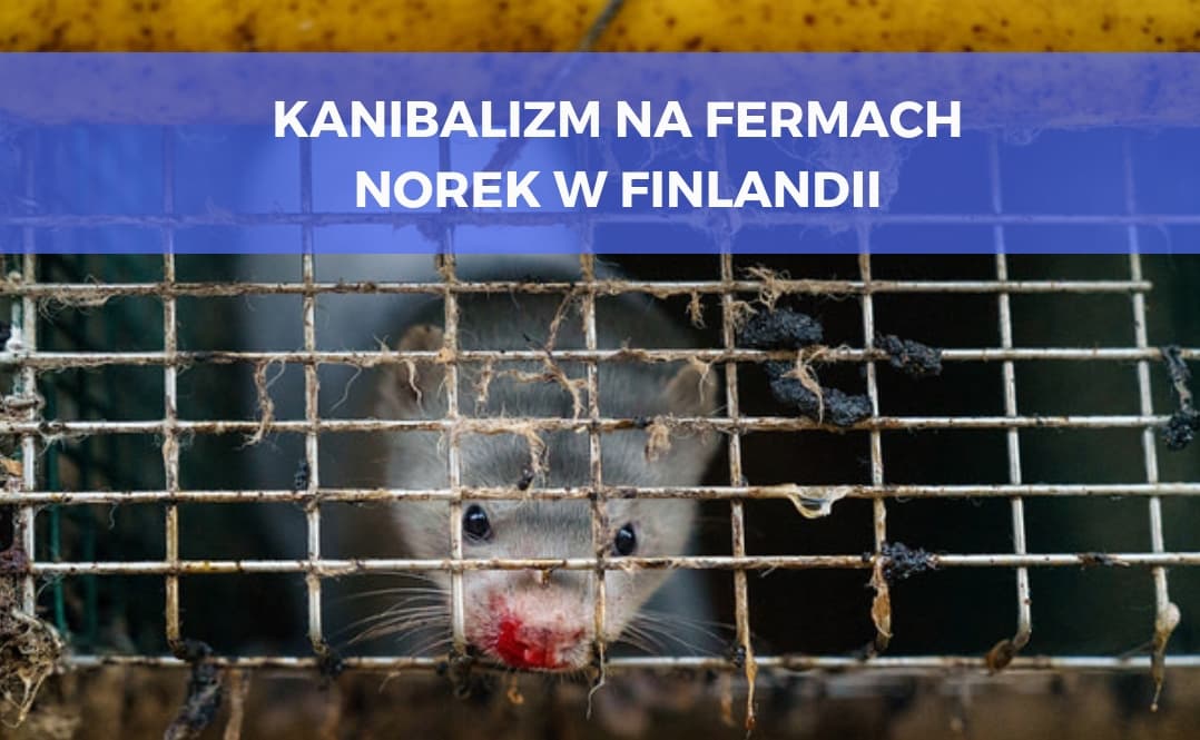 śledztwa na fińskich fermach futrzarskich