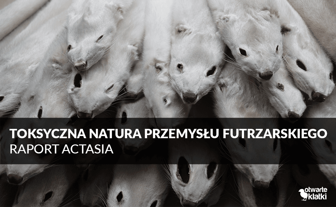 toksyczny przemysł futrzarski