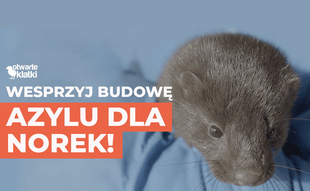 azyl dla norek