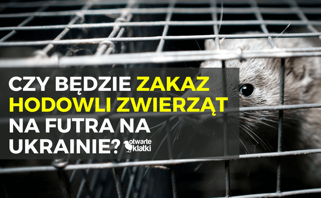 zakaz hodowli zwierząt na futra