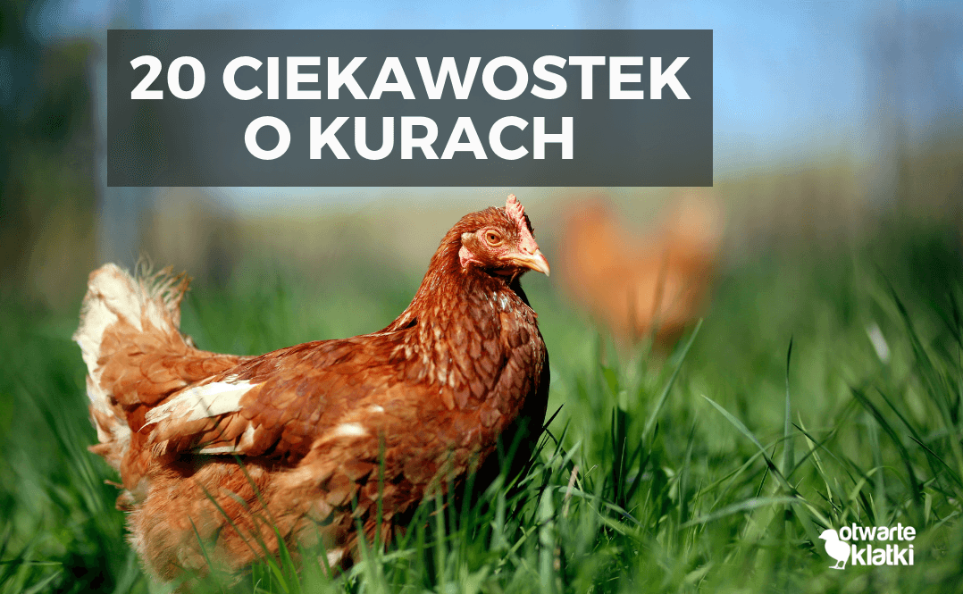 20 ciekawostek o kurach