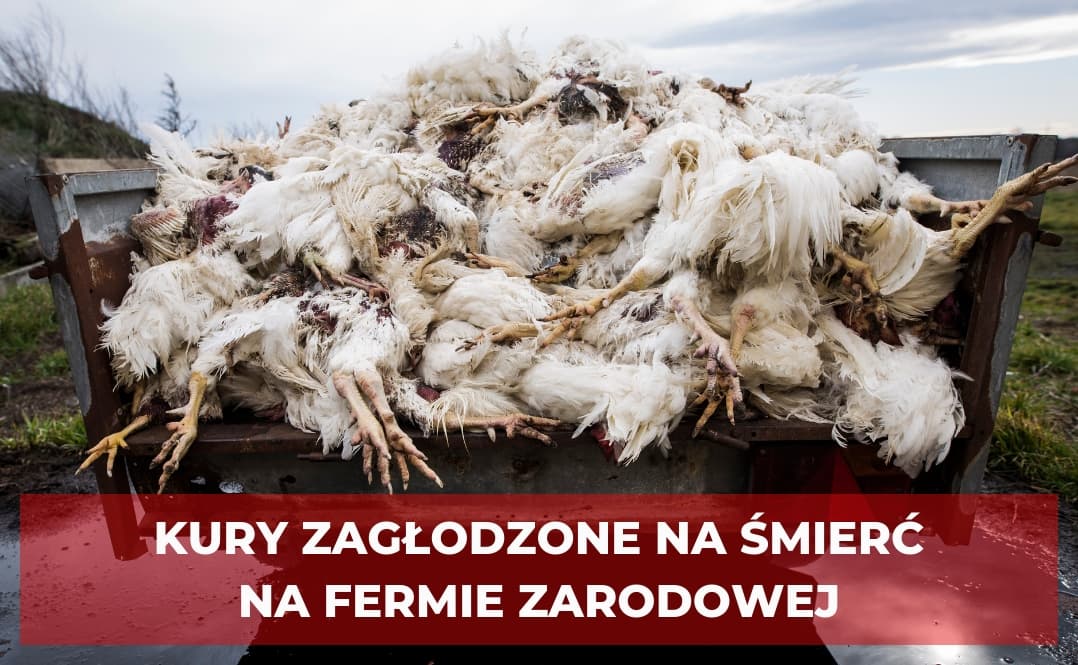 koszmar na fermie drobiu