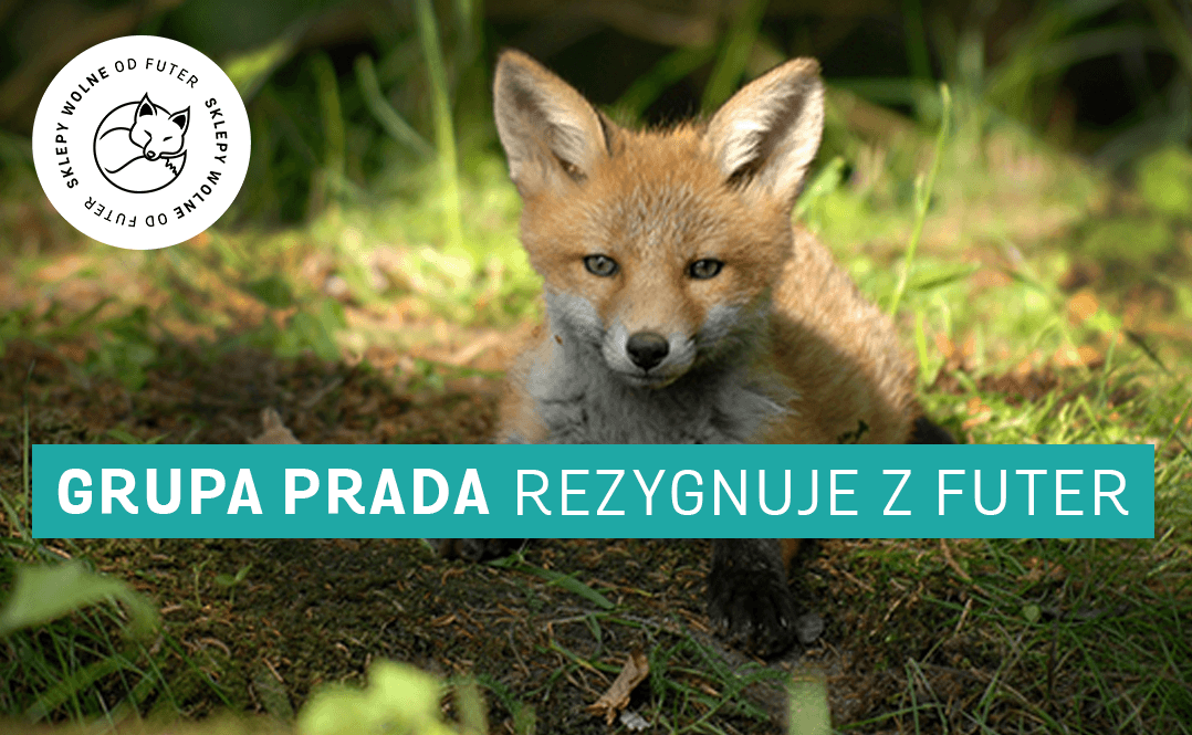 prada rezygnuje z futer