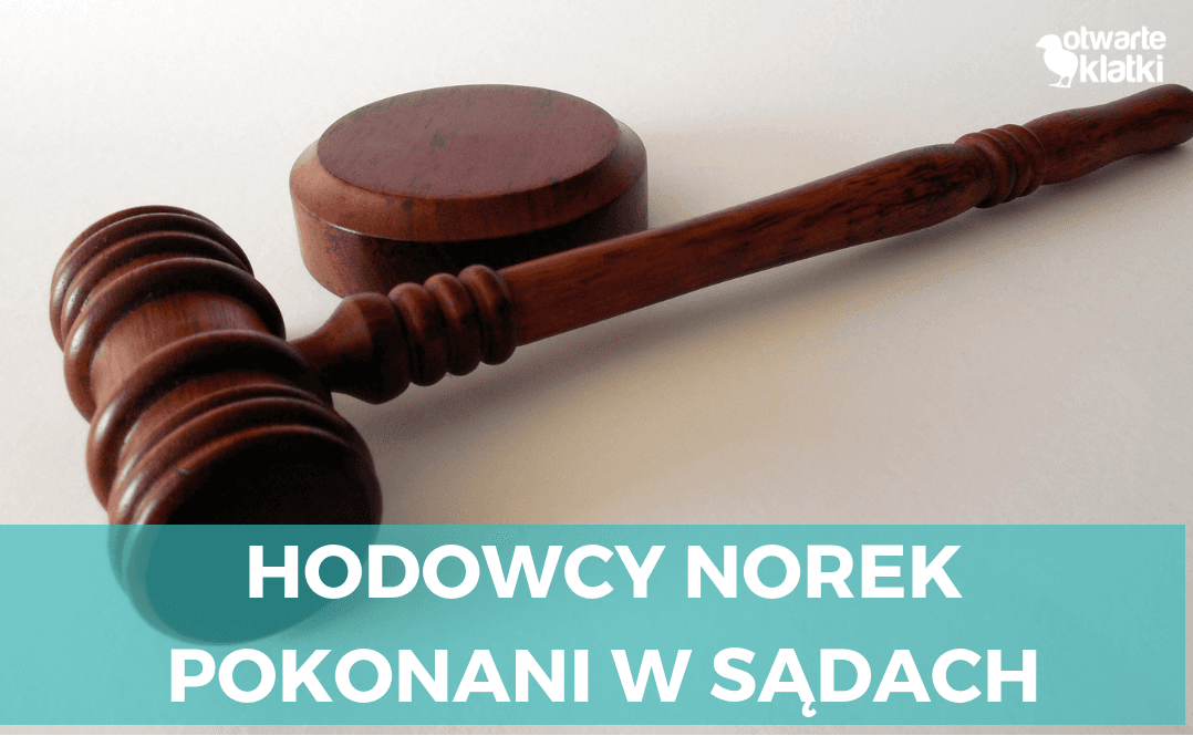 hodowla norek