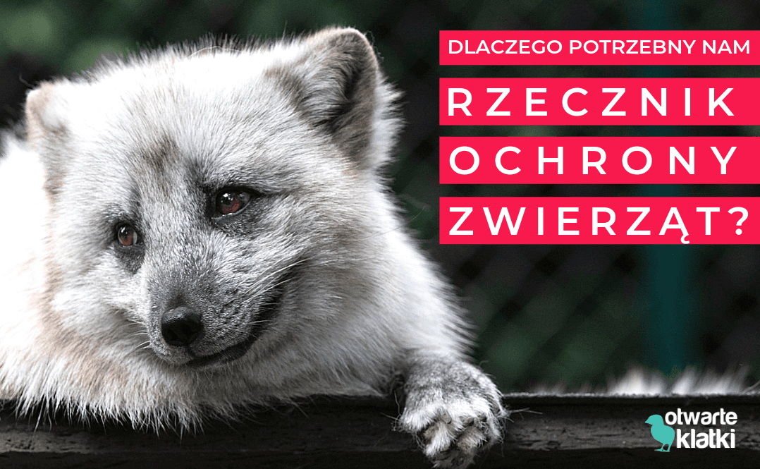 Dlaczego potrzebny jest Rzecznik Ochrony Zwierząt?