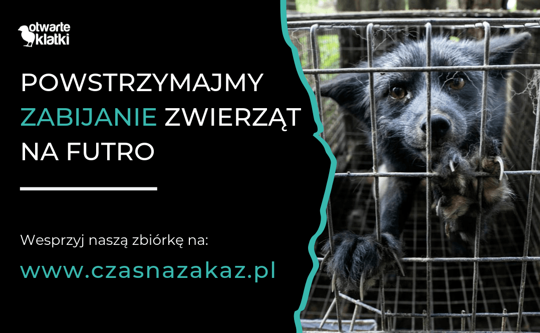 Powstrzymajmy zabijanie zwierząt na futro!