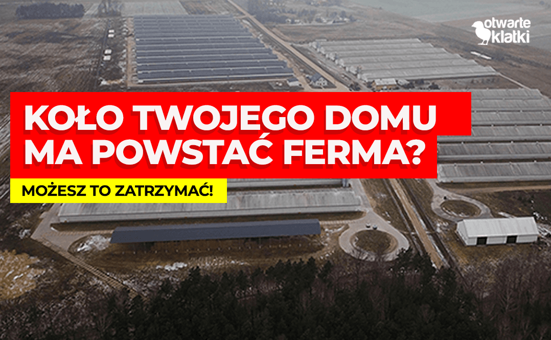 budowa fermy koło domu