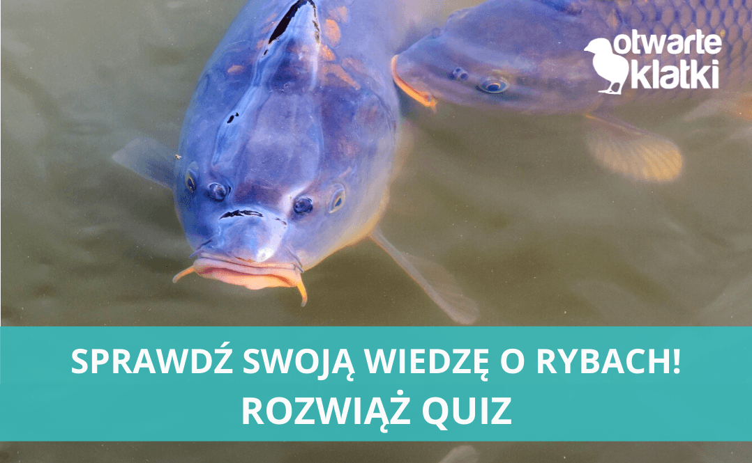 Co wiesz o rybach