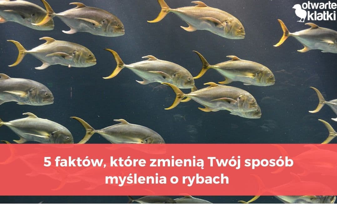 fakty o rybach