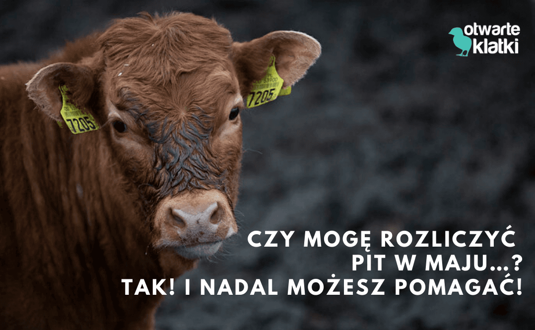 1 procent na Otwarte Klatki