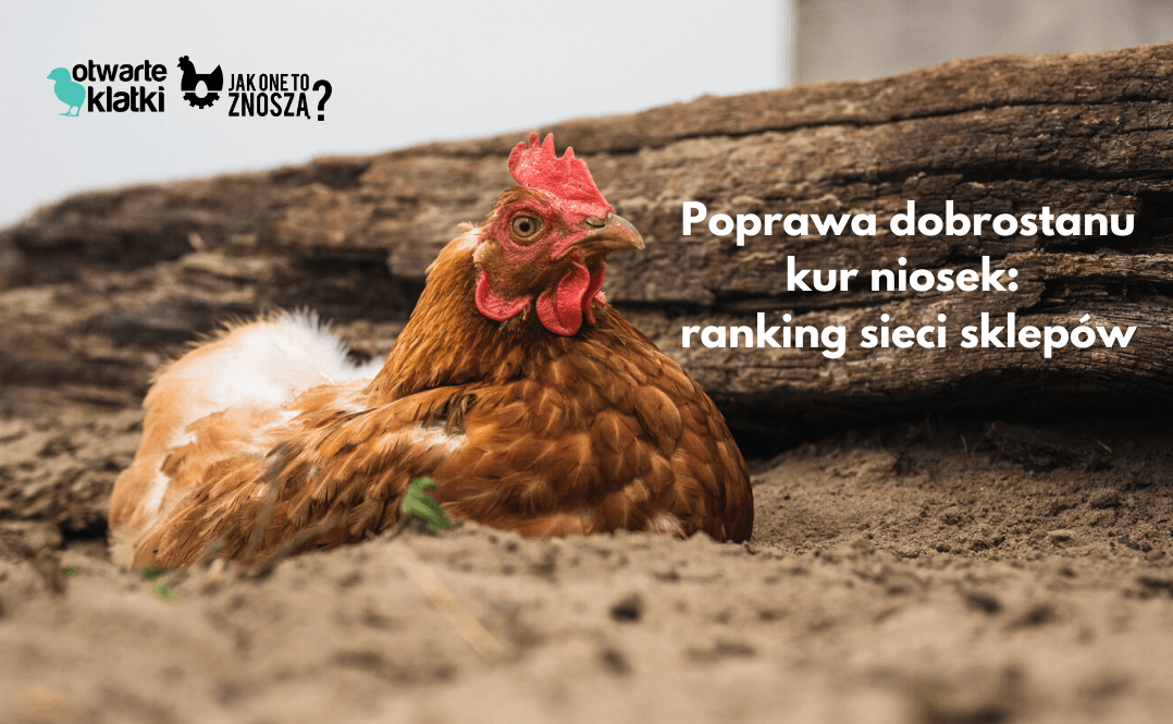 Ranking sieci sklepów