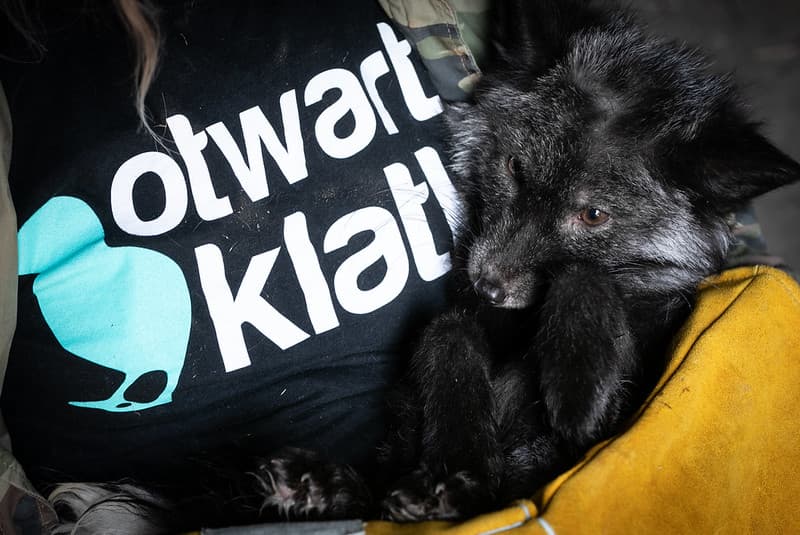 DoBcz do Klubu Otwartych Klatek