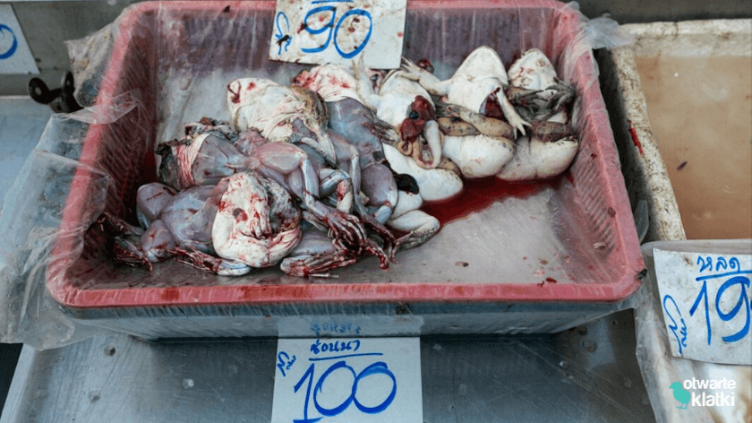 Sprzedaż żab na mokrych targach