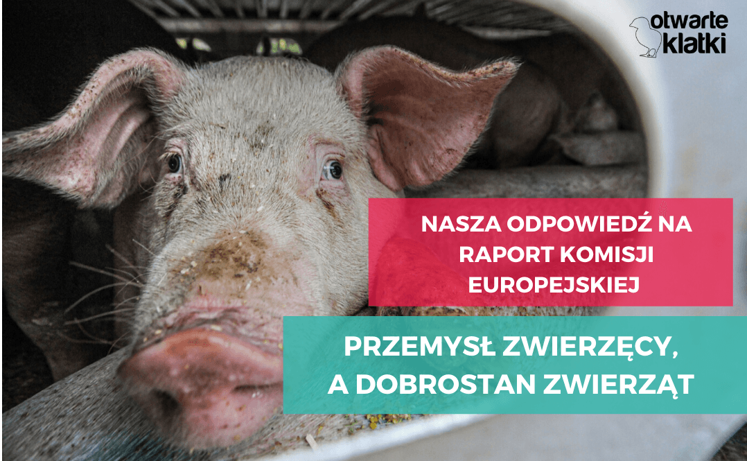 Przemysł zwierzęcy