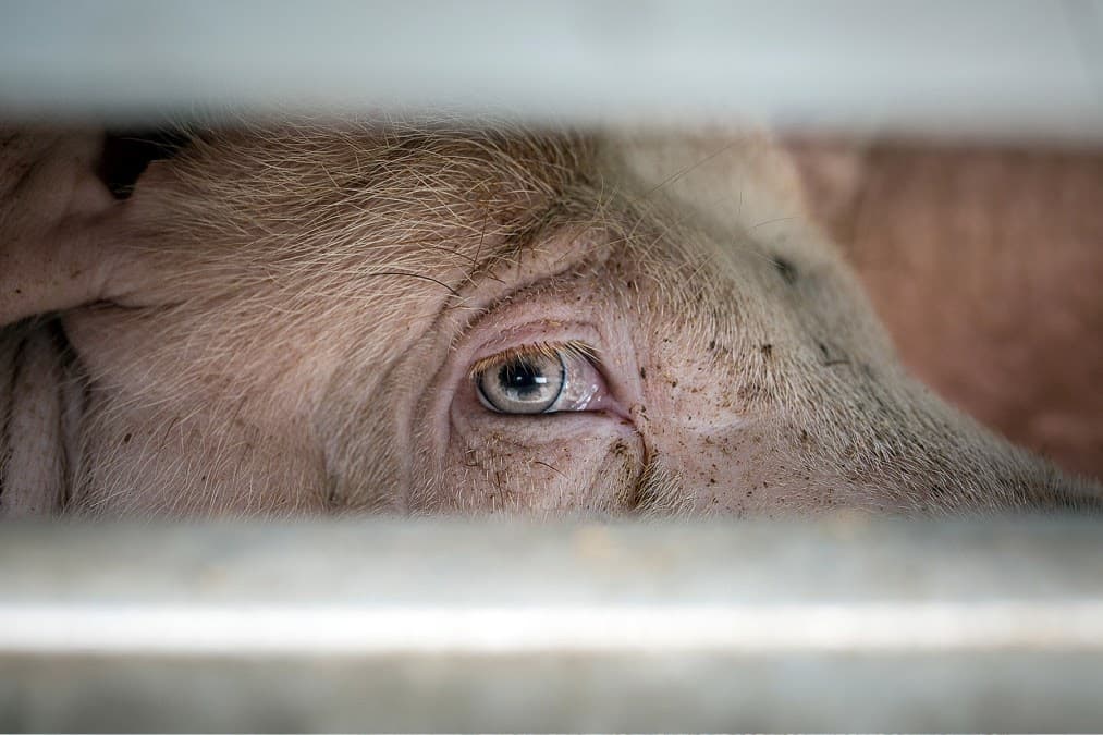 Stop live transport