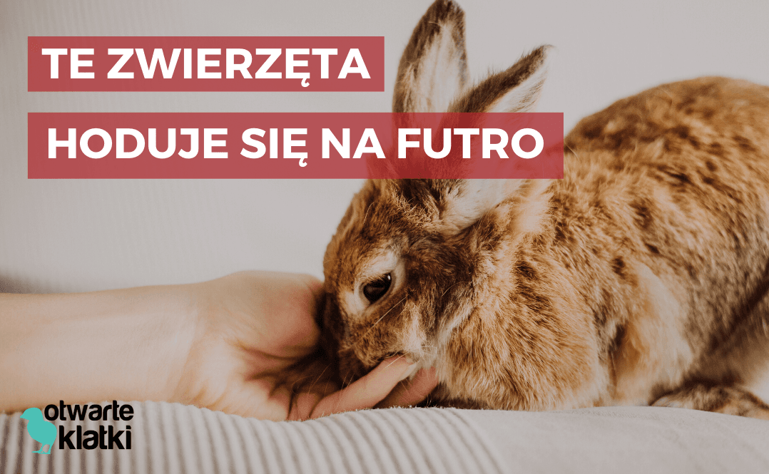 zwierzęta futerkowe